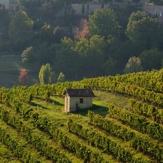 La cantina Produttori di Govone apre le porte al pubblico