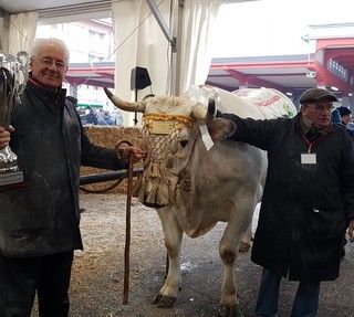 Carrù conferma la storica Fiera del Bue Grasso: niente pubblico, premiazioni in diretta streaming Carrù conferma la storica Fiera del Bue Grasso: niente pubblico, premiazioni in diretta streaming