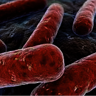 Lezioni Unitre a Cuneo sulla tubercolosi: una malattia antichissima ancora molto diffusa nel mondo Lezioni Unitre a Cuneo sulla tubercolosi: una malattia antichissima ancora molto diffusa nel mondo