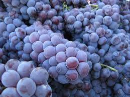 La Fondazione CRC sostiene ricerche "Nebbiolo Genomics" e contro flavescenza dorata