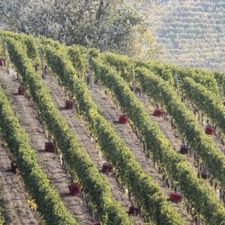 Langhe Nebbiolo e Barbera d’Alba, il Consorzio approva la riduzione delle rese per il 2025
