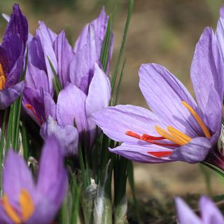 Caraglio: lo zafferano torna protagonista della cultura della Valle Grana