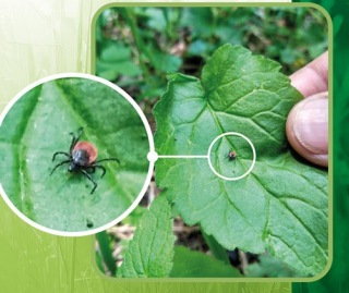 Zecche nelle aree Protette: le Alpi del Mare partono con il monitoraggio Zecche nelle aree Protette: le Alpi del Mare partono con il monitoraggio
