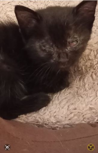 La gattina che cerca una famiglia che la ami. L'associazione Amici dei Mici cerca per lei una super adozione del cuore La gattina che cerca una famiglia che la ami. L'associazione Amici dei Mici cerca per lei una super adozione del cuore