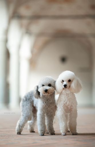 Il Pedigree e l'Importanza della Salute nel Barboncino Toy