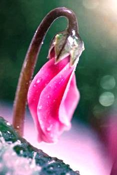 Ciclamini per la ricerca sulla fibrosi cistica: dove poterli acquistare Ciclamini per la ricerca sulla fibrosi cistica: dove poterli acquistare