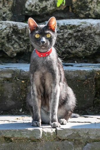 Petsfestival 2022: mica i soliti quattro gatti