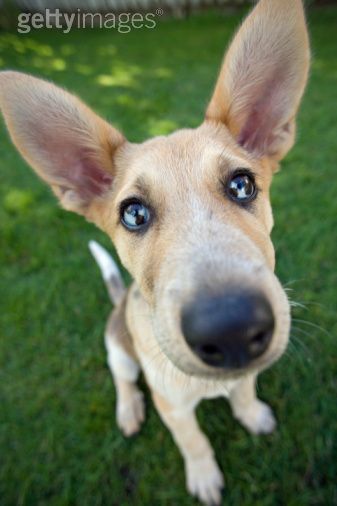 Alba, iscrizioni aperte per il corso "Come CI educa il nostro cane" Alba, iscrizioni aperte per il corso "Come CI educa il nostro cane"