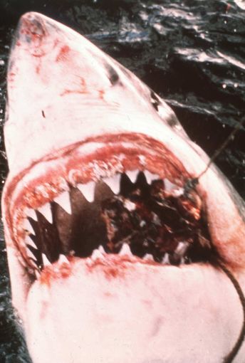 Saluzzo, ricominciano i "Lunedì Cinema": ad aprire è "Lo squalo" di Spielberg