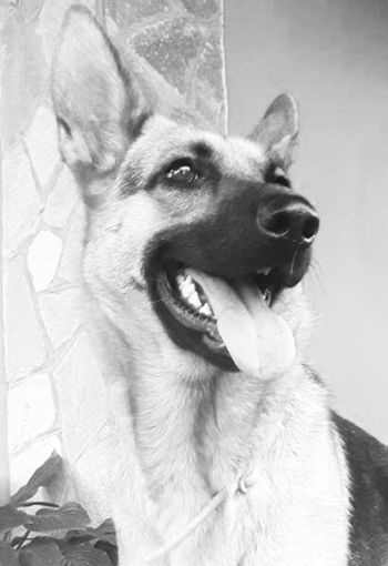 "Fatelo smettere prima che sia troppo tardi": lettera anonima contro Tea, pastore tedesco che vive a Borgo San Dalmazzo