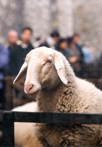 Coldiretti: pecora sambucana "sigillo" a tutela della biodiversità, ma chi difende la pastorizia di montagna dai lupi? Coldiretti: pecora sambucana "sigillo" a tutela della biodiversità, ma chi difende la pastorizia di montagna dai lupi?