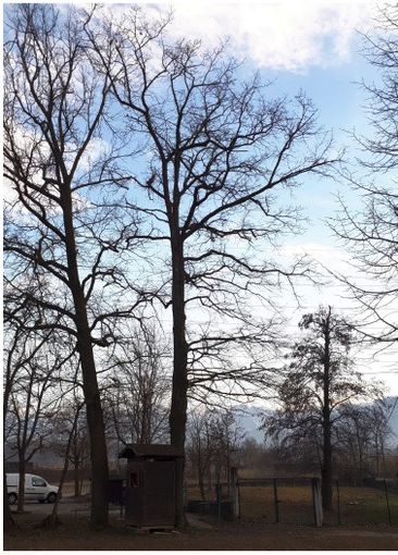 Abbattute querce storiche al Parco Rifreddo di Beinette