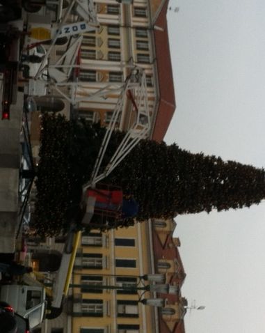 Si installa il gigantesco abete di piazza Galimberti