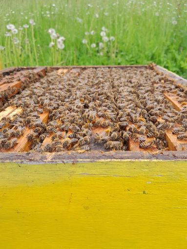 Apicoltura in crisi: in Piemonte perse quasi 35 mila colonie. In Granda sono attivi 1.700 apicoltori Apicoltura in crisi: in Piemonte perse quasi 35 mila colonie. In Granda sono attivi 1.700 apicoltori