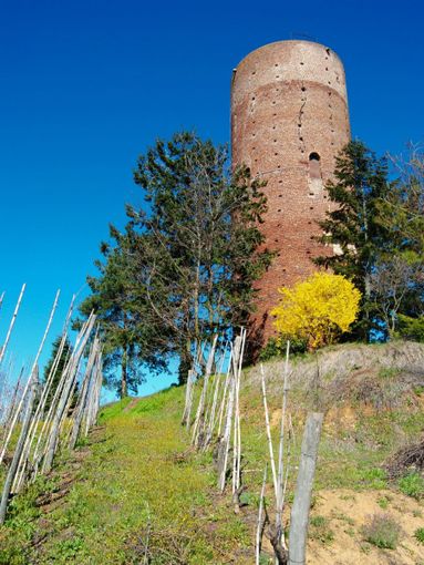 Nessun caso di Covid-19 a Montaldo Roero: guariti i due residenti Nessun caso di Covid-19 a Montaldo Roero: guariti i due residenti