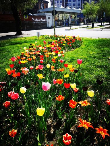 Alba: 3mila bulbi di tulipano donati alla città dal Castello di Pralormo