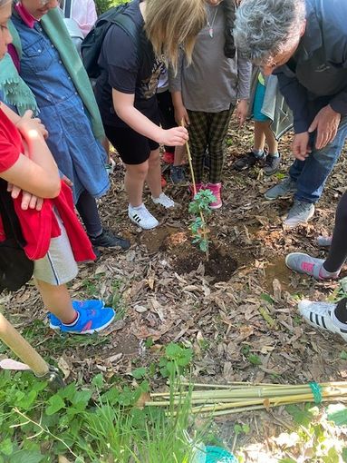 Nel parco della Zizzola a due anni di distanza ecco le prime querce nate dal progetto di scienze dei bambini Nel parco della Zizzola a due anni di distanza ecco le prime querce nate dal progetto di scienze dei bambini