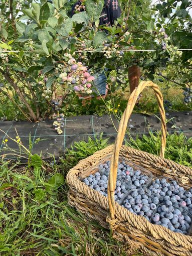 Sabato 12 luglio a Cuneo torna “Piovono mirtilli”: un raccolto solidale per il Kenya Sabato 12 luglio a Cuneo torna “Piovono mirtilli”: un raccolto solidale per il Kenya