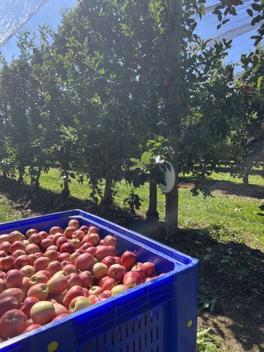 Un’estate favorevole per l’ortofrutta delle cooperative agricole piemontesi
