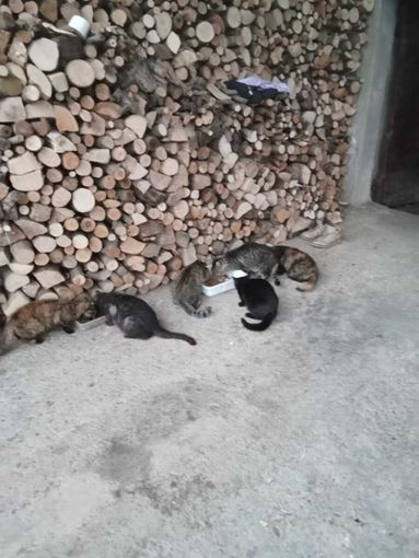 I gatti della colonia della Vallera di Caraglio