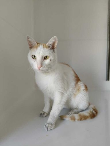 Castagnito, trovato un gatto smarrito in frazione Baraccone Castagnito, trovato un gatto smarrito in frazione Baraccone