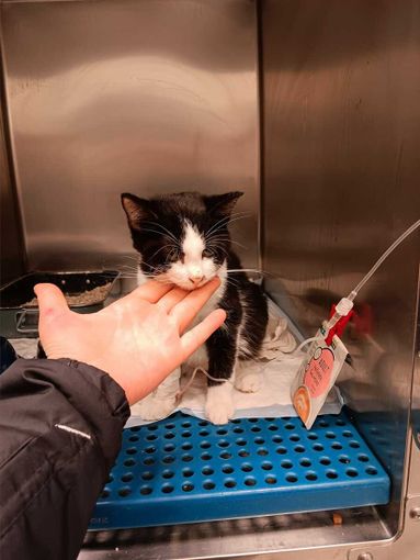 Il gattino Jesuà