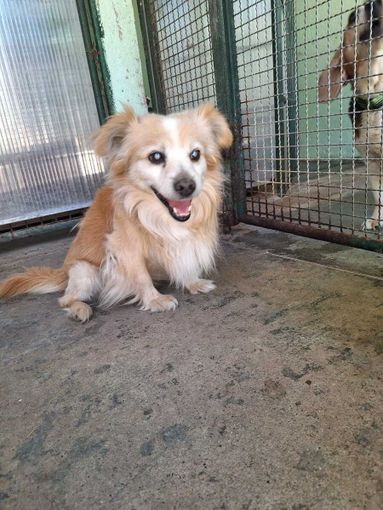 Il cagnolino Spritz nel suo box alla Casa di Freddy di Busca