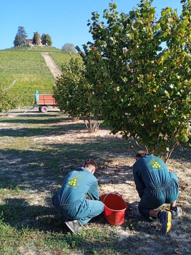 Studenti dell’Agraria al lavoro nel noccioleto sperimentale dell'istituto di Grinzane Cavour