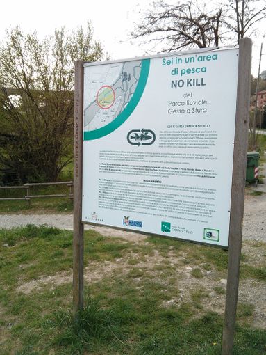 Istituita una zona di pesca “No-Kill” nel Fiume Stura, nel Parco fluviale Gesso e Stura Istituita una zona di pesca “No-Kill” nel Fiume Stura, nel Parco fluviale Gesso e Stura