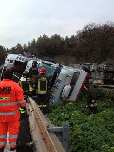 Camion di ditta cuneese si ribalta in autostrada tra Imperia Est e Ovest: vitelli in strada, caos e panico