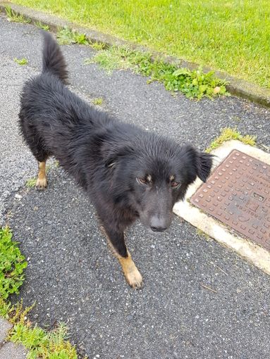 Preparazione al perfetto “cane urbano”: scopri il corso dedicato