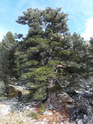 Parco del Monviso: il Cembro dell'Alevè inserito nell'elenco degli alberi monumentali d'Italia