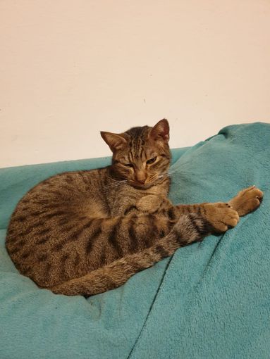 Nelle foto a seguire: gli otto gatti che cercano casa