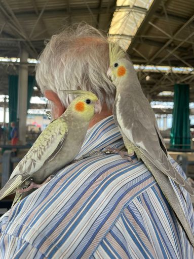 Niente mercatino dei piccoli animali al MIAC di Cuneo: appuntamento al gennaio 2023 Niente mercatino dei piccoli animali al MIAC di Cuneo: appuntamento al gennaio 2023