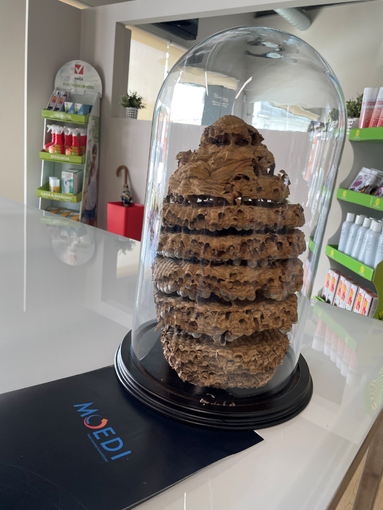 Ape, vespa, calabrone e bombo: cosa fare in caso di puntura? Ape, vespa, calabrone e bombo: cosa fare in caso di puntura?