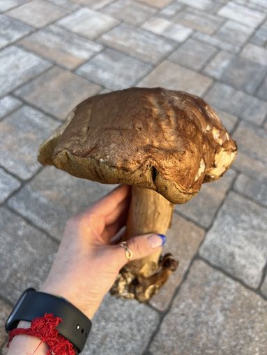 Nei boschi di Venasca un porcino da 600 grammi