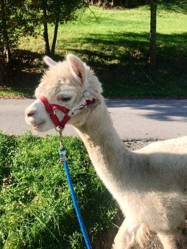 L'associazione Monte Luce non ha nulla a che vedere con la tragica vicenda dell'alpaca Joy