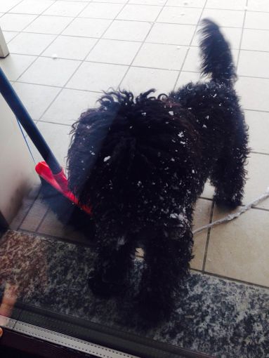 Ecco il barboncino che si è perso