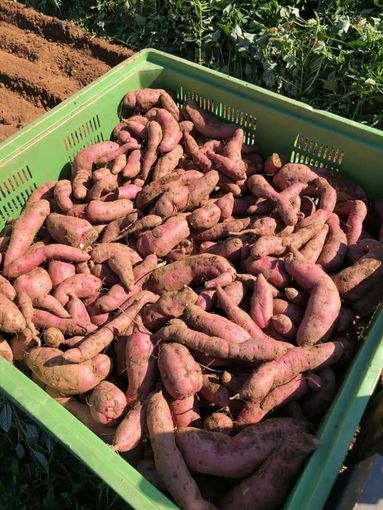 A Caraglio si è costituito il Consorzio Batata Buona, la patata dolce di Caraglio