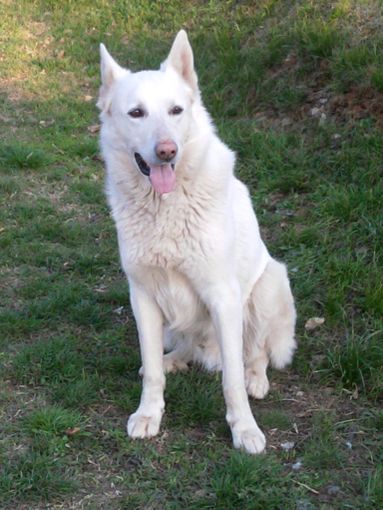 Cercasi disperatamente Lucky: di lui non si hanno più notizie dalla notte di Capodanno