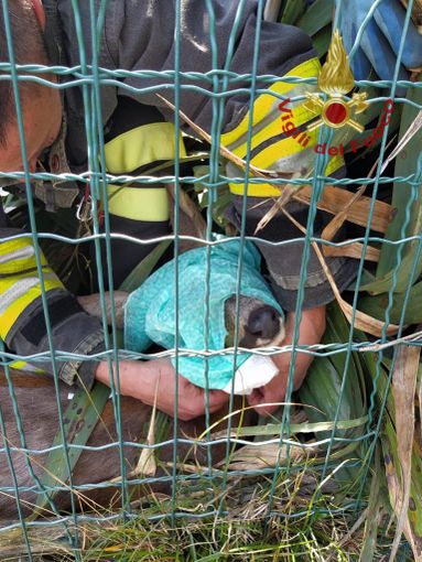 Capriolo incastrato in una recinzione a Manta: intervento dei vigili del fuoco