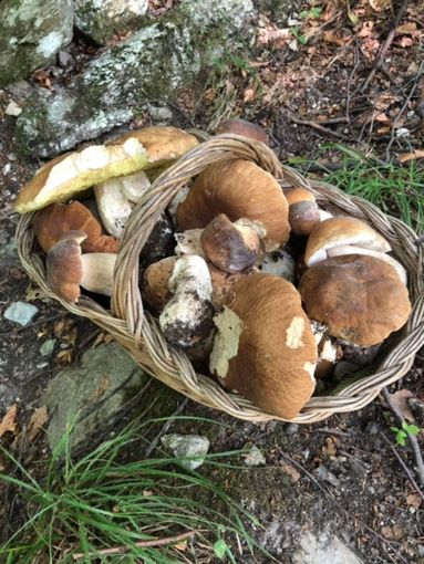 Il cesto pieno di funghi porcini della nostra lettrice di Ostana