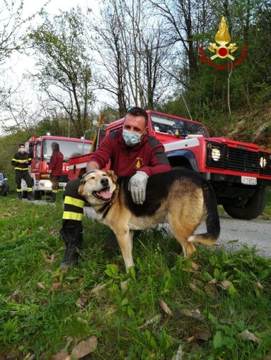 Barge, cane bloccato su un albero: salvato dai Vigili del Fuoco