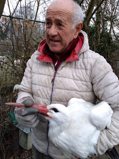 Zebrac la cicogna polacca, di nuovo soccorsa dal CRAS di Racconigi
