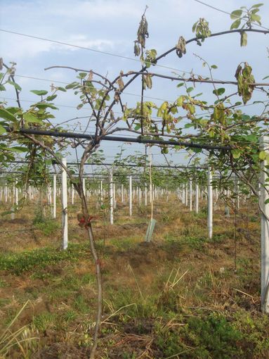 CIA Cuneo: allerta nella campagne per il grande gelo