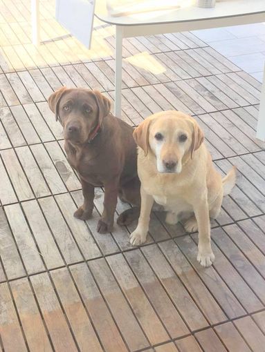 I due labrador smarriti a Dronero