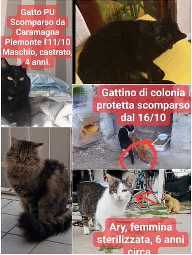 Tante anomale sparizioni di gatti: “chi lo ha visto”? Che fine hanno fatto?