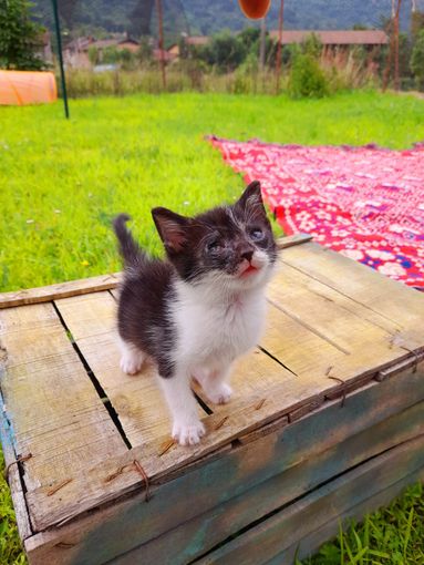 Cercasi adozione del cuore per Giove, gattino ipovedente