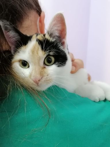 Speranza, la gattina che cerca una super adozione Speranza, la gattina che cerca una super adozione