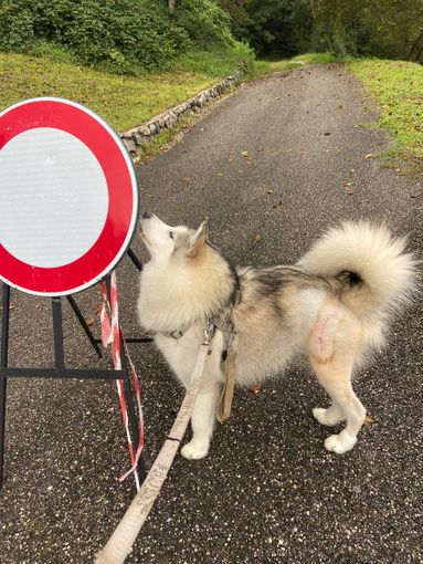 Zoe, la giovane malamute, dopo il primo intervento. Ora è stata sottoposta al secondo intervento ed è tornata a casa per il post operatorio Zoe, la giovane malamute, dopo il primo intervento. Ora è stata sottoposta al secondo intervento ed è tornata a casa per il post operatorio
